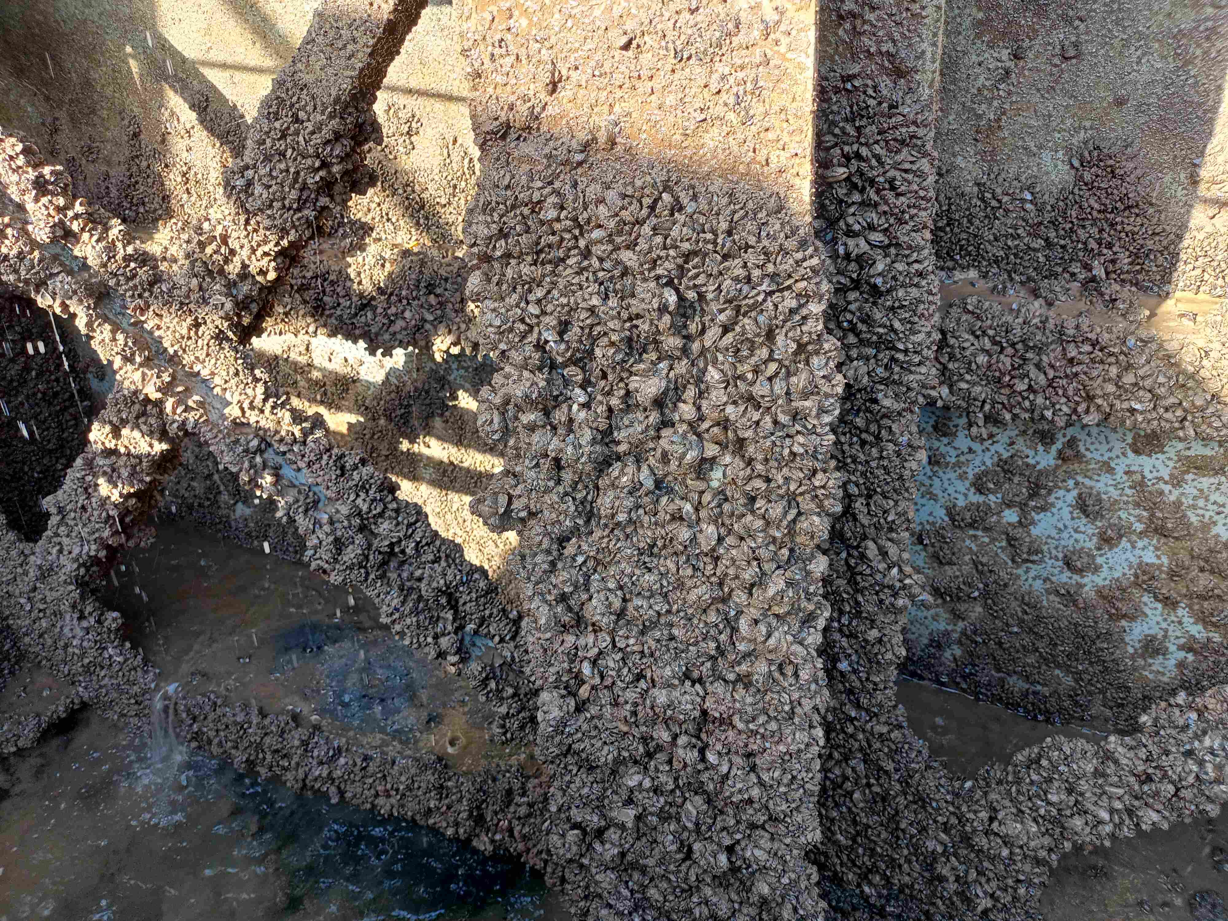 перифитон 1 1 1