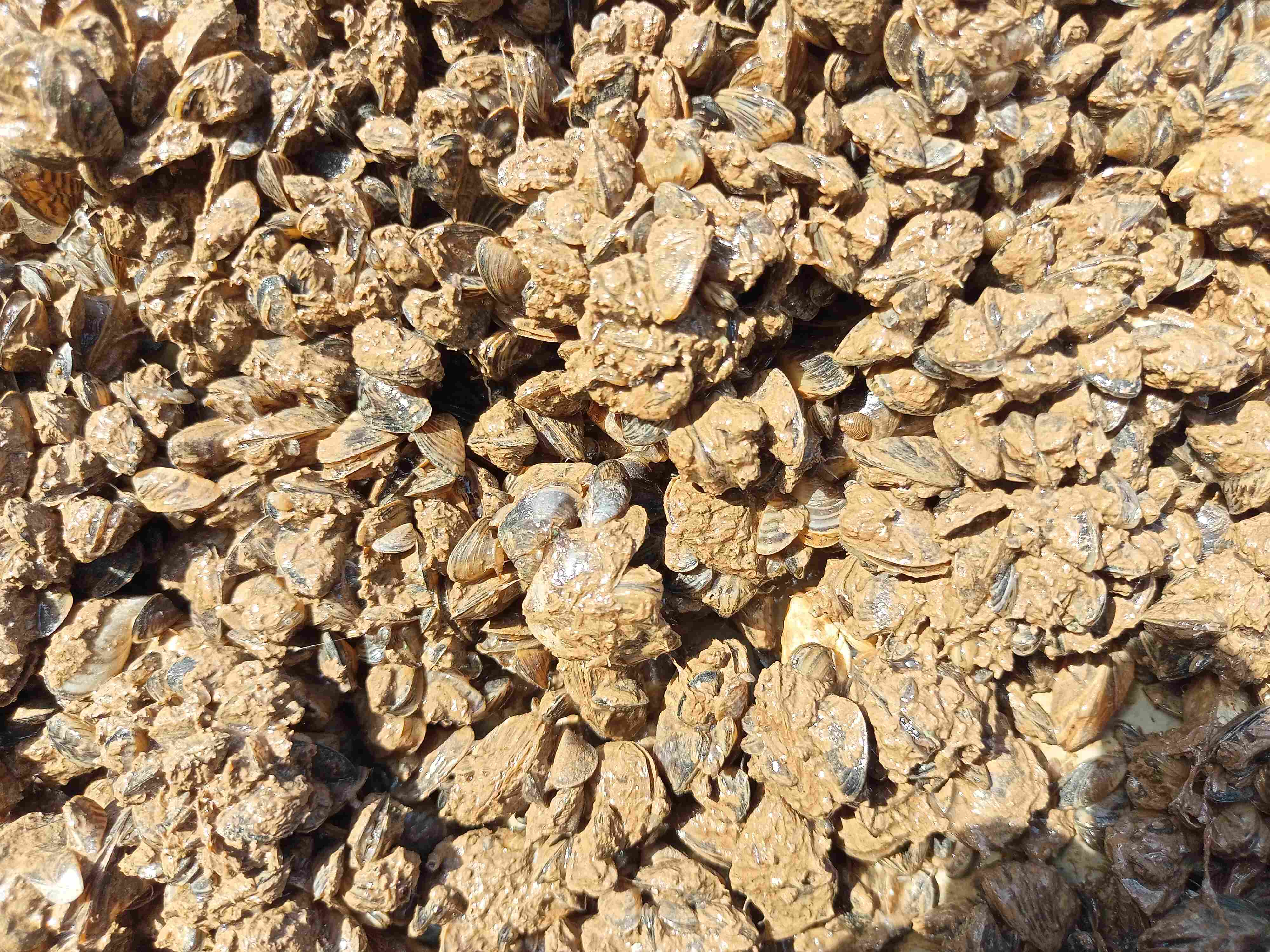 перифитон 3 1 1