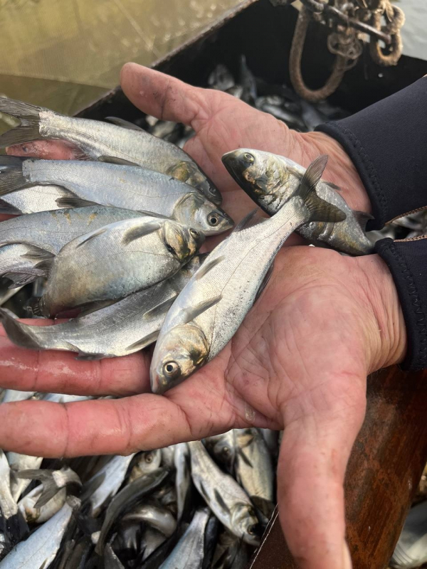 Водохранилища Волго-Донского судоходного канала пополнились молодью рыб мелиораторов и сазана