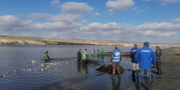 Осенние неводные съемки на Цимлянском водохранилище как оперативный метод сбора научных данных по состоянию водных биологических ресурсов