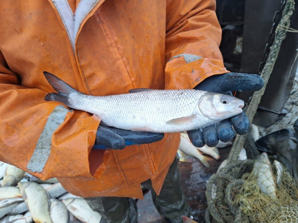 Учетные траловые съемки на Цимлянском водохранилище