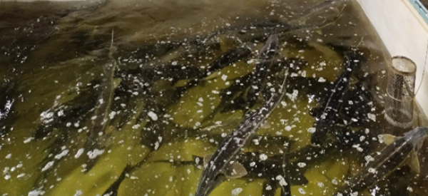 Бонитировочный учет ремонтно-маточного стада осетровых рыб, содержащегося в бассейнах и садках рыбоводного комплекса на Волжской ГЭС.